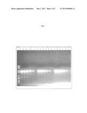 Nucleic Acid Amplification in the Presence of Modified Randomers diagram and image