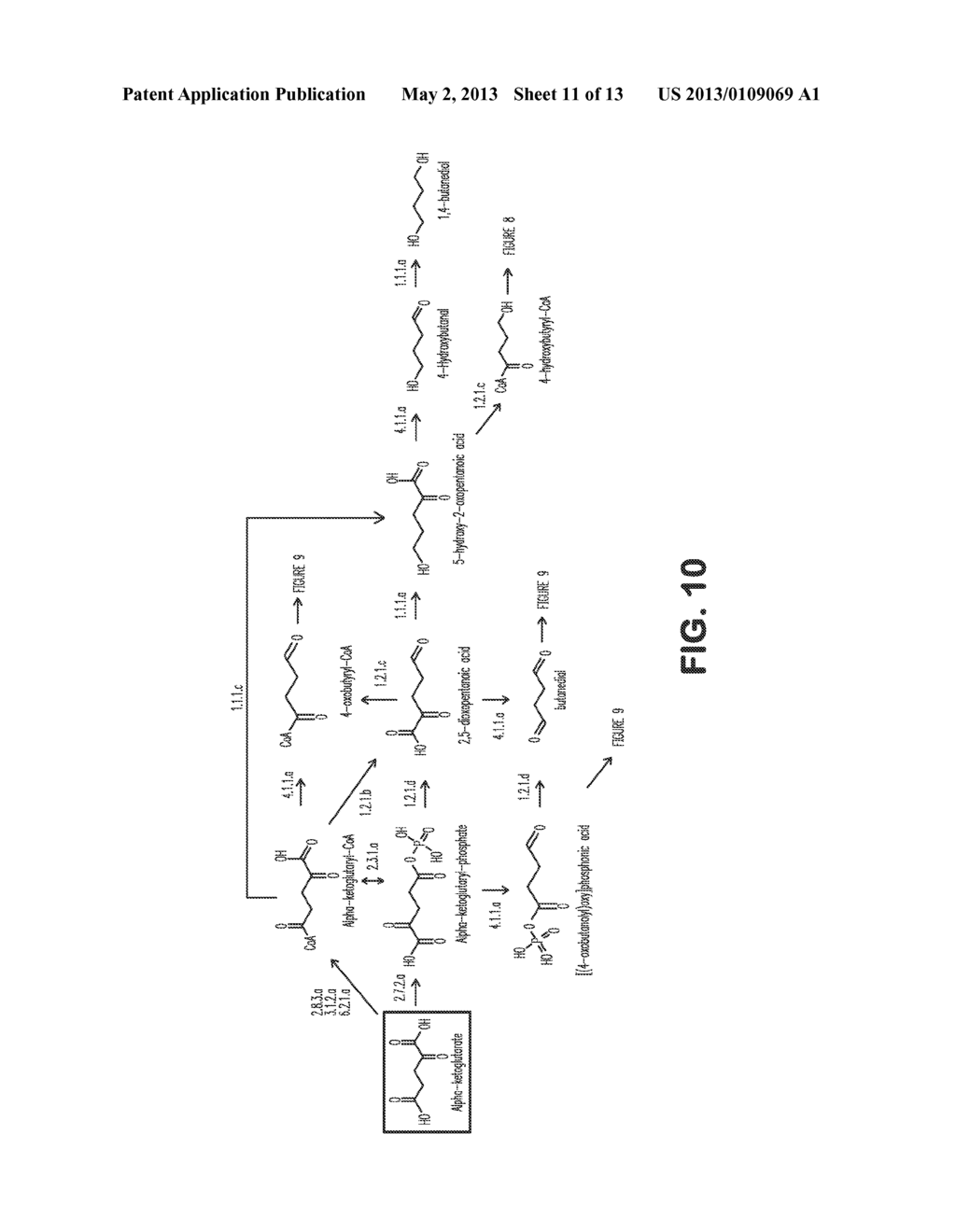 MICROORGANISMS FOR THE PRODUCTION OF 1,4-BUTANEDIOL - diagram, schematic, and image 12