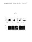 Baculovirus-Mediated Transgene Expression in Both Mammalian and Insect     Cells diagram and image