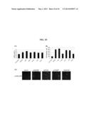 Baculovirus-Mediated Transgene Expression in Both Mammalian and Insect     Cells diagram and image