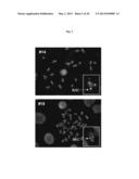 Transgenic Animal with Enhanced Immune Response and Method for the     Preparation Thereof diagram and image