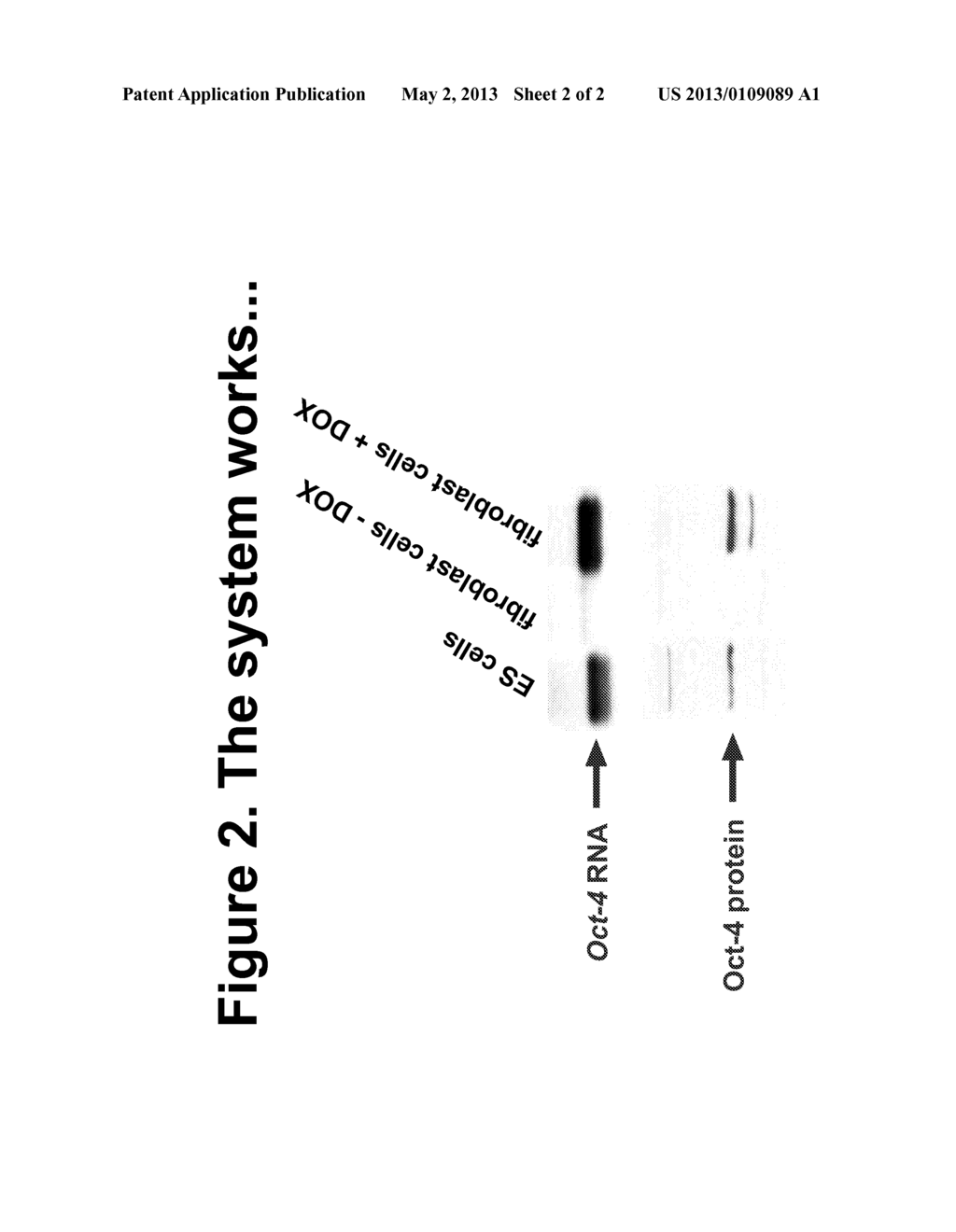 METHODS FOR REPROGRAMMING SOMATIC CELLS - diagram, schematic, and image 03