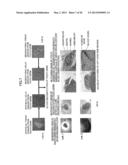 Method of Producing Tooth, Set of Teeth, and Method of Producing Tissue diagram and image