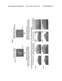 Method of Producing Tooth, Set of Teeth, and Method of Producing Tissue diagram and image