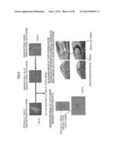 Method of Producing Tooth, Set of Teeth, and Method of Producing Tissue diagram and image