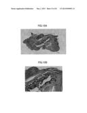 Method of Producing Tooth, Set of Teeth, and Method of Producing Tissue diagram and image