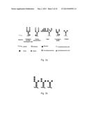 EXPRESSION OF MONOCLONAL ANTIBODIES IN CILIATE HOST CELLS diagram and image