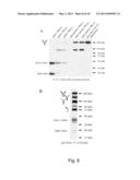 EXPRESSION OF MONOCLONAL ANTIBODIES IN CILIATE HOST CELLS diagram and image