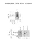 HIFa prolyl hydroxylation assay diagram and image