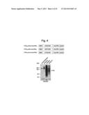 NUCLEOTIDE REPEAT EXPANSION-ASSOCIATED POLYPEPTIDES AND USES THEREOF diagram and image