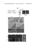 NUCLEOTIDE REPEAT EXPANSION-ASSOCIATED POLYPEPTIDES AND USES THEREOF diagram and image