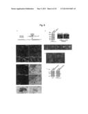 NUCLEOTIDE REPEAT EXPANSION-ASSOCIATED POLYPEPTIDES AND USES THEREOF diagram and image