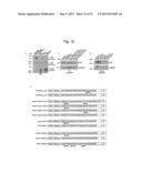 NUCLEOTIDE REPEAT EXPANSION-ASSOCIATED POLYPEPTIDES AND USES THEREOF diagram and image