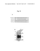 NUCLEOTIDE REPEAT EXPANSION-ASSOCIATED POLYPEPTIDES AND USES THEREOF diagram and image