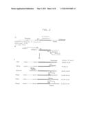 METHOD FOR PREPARATIVE PRODUCTION OF LONG NUCLEIC ACIDS BY PCR diagram and image