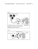 METHODS OF CELL CULTURE FOR ADOPTIVE CELL THERAPY diagram and image