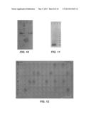 EPITOPE TAG FOR AFFINITY-BASED APPLICATIONS diagram and image