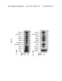 Efficiency of Prion Conversion in vitro and Sensitivity of Prion Detection diagram and image