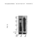 Efficiency of Prion Conversion in vitro and Sensitivity of Prion Detection diagram and image