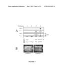 Method to Increase the Number of Detectable Photons During the Imaging of     a Biological Marker diagram and image