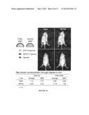 Method to Increase the Number of Detectable Photons During the Imaging of     a Biological Marker diagram and image