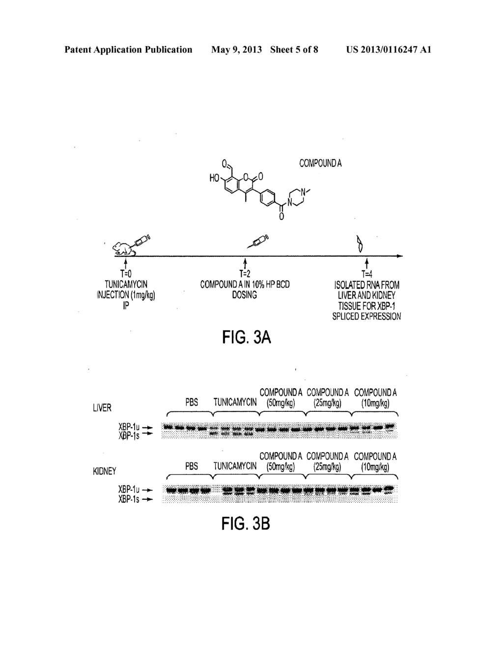 IRE-1alpha INHIBITORS - diagram, schematic, and image 06