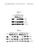 Novel HSP90 Inhibitor diagram and image