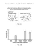 COMPOSITIONS COMPRISING MODIFIED COLLAGEN AND USES THEREFOR diagram and image