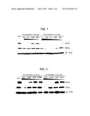 Novel HSP90 Inhibitor diagram and image