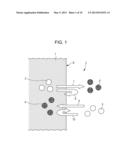 BIOLOGICAL MEASURING APPARATUS AND BIOLOGICAL MEASURING METHOD diagram and image