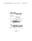 GENETICALLY MODIFIED ANIMALS AND METHODS FOR MAKING THE SAME diagram and image