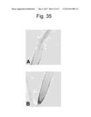 REGULATORY POLYNUCLEOTIDES AND USES THEREOF diagram and image