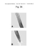 REGULATORY POLYNUCLEOTIDES AND USES THEREOF diagram and image