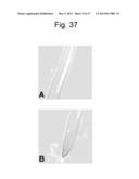 REGULATORY POLYNUCLEOTIDES AND USES THEREOF diagram and image