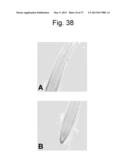 REGULATORY POLYNUCLEOTIDES AND USES THEREOF diagram and image