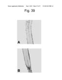 REGULATORY POLYNUCLEOTIDES AND USES THEREOF diagram and image