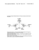 Herbicide resistant Camelina Sativa diagram and image