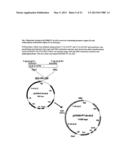 Herbicide resistant Camelina Sativa diagram and image