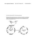 Herbicide resistant Camelina Sativa diagram and image