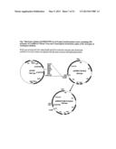 Herbicide resistant Camelina Sativa diagram and image