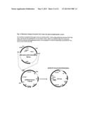 Herbicide resistant Camelina Sativa diagram and image