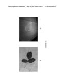 FLUORESCENCE DETECTION OF POISON OAK OIL diagram and image