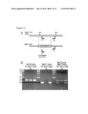 ALPHA-TUBULIN ACETYLTRANSFERASE diagram and image