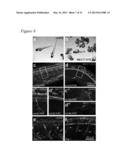 ALPHA-TUBULIN ACETYLTRANSFERASE diagram and image