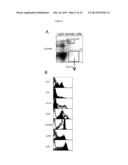 NOVEL INTERFERON-ALPHA-PRODUCING BONE MARROW DENDRITIC CELLS diagram and image