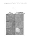 NOVEL INTERFERON-ALPHA-PRODUCING BONE MARROW DENDRITIC CELLS diagram and image