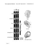 Derivatized Hyperbranched Polyglycerols diagram and image