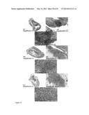 Derivatized Hyperbranched Polyglycerols diagram and image