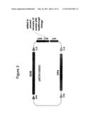 METHODS AND VECTORS FOR PRODUCING TRANSGENIC PLANTS diagram and image