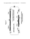 METHODS AND VECTORS FOR PRODUCING TRANSGENIC PLANTS diagram and image